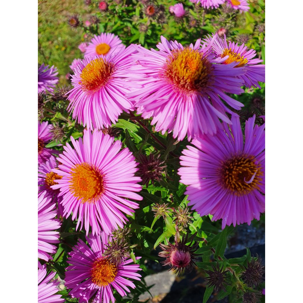 Aster novae-angliae Barrs Pink - Neuenglische Aster