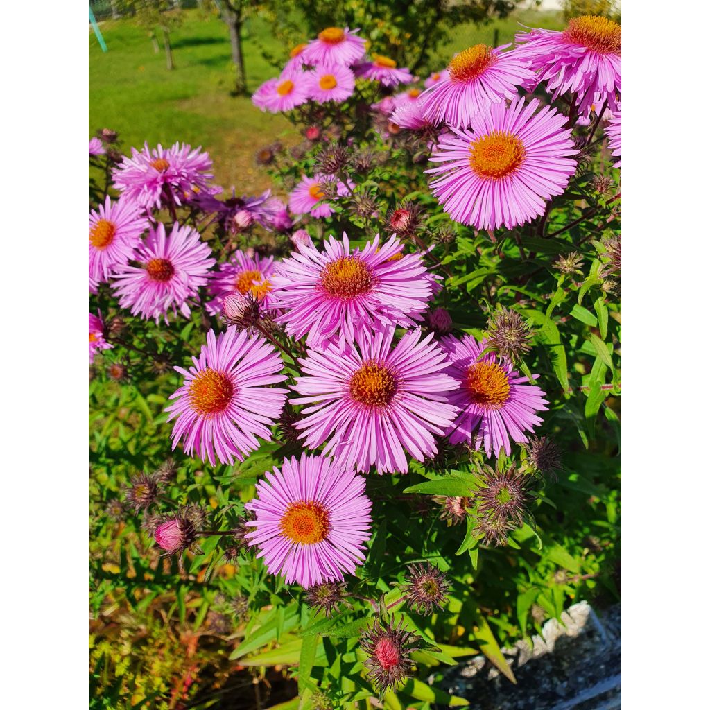 Aster novae-angliae Barrs Pink - Neuenglische Aster