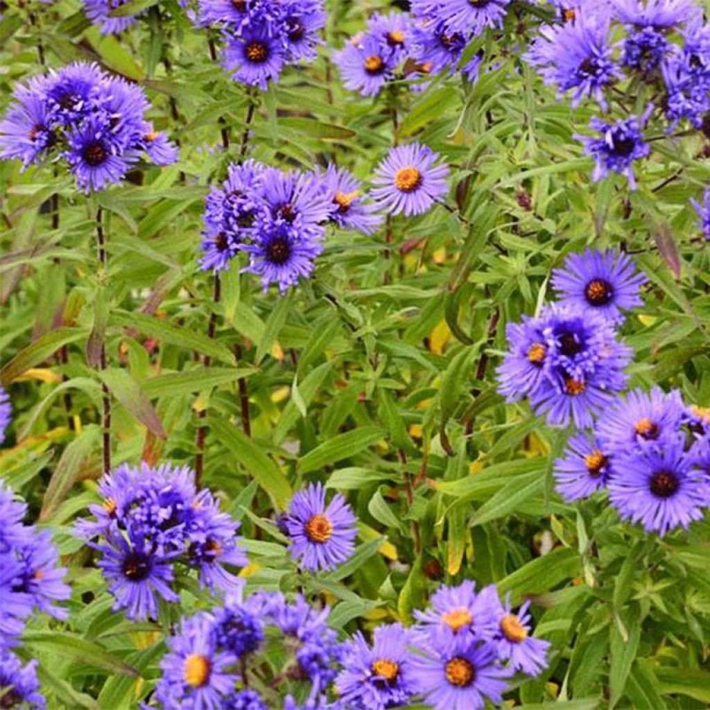 Aster novae-angliae Guido en Gezelle - Neuenglische Aster