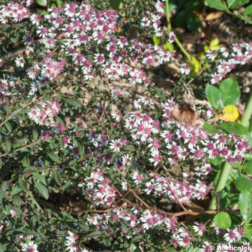 Aster lateriflorus Prince - Herbstaster