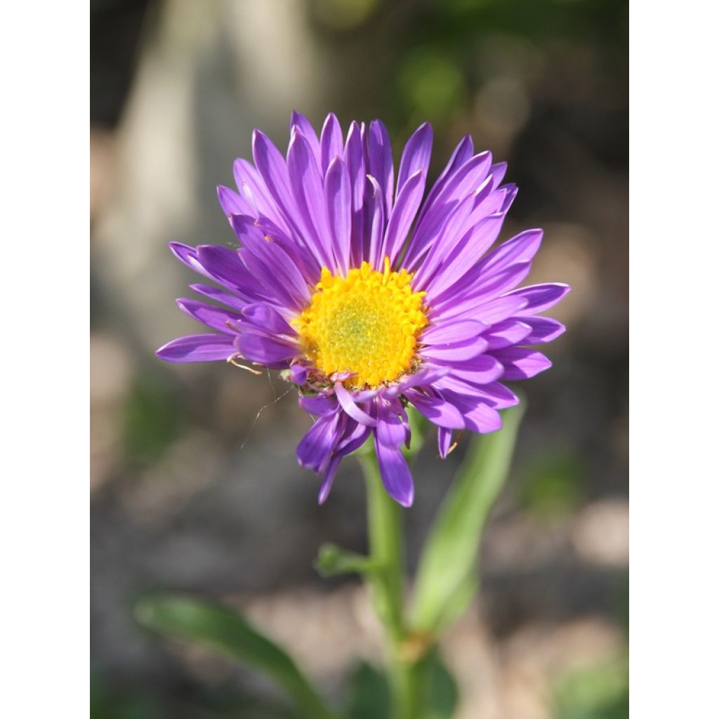 Aster alpinus Dunkle Schöne - Alpen-Aster