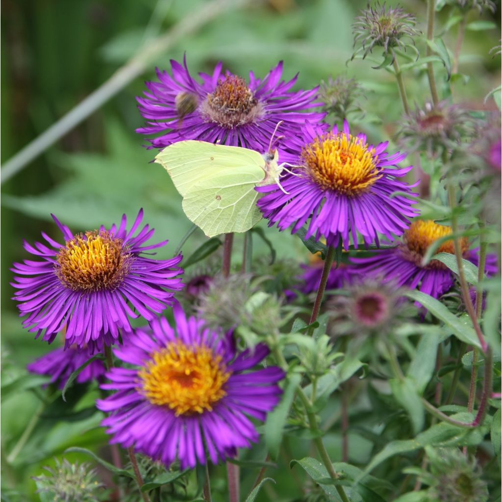 Aster novae-angliae Violetta - Neuenglische Aster