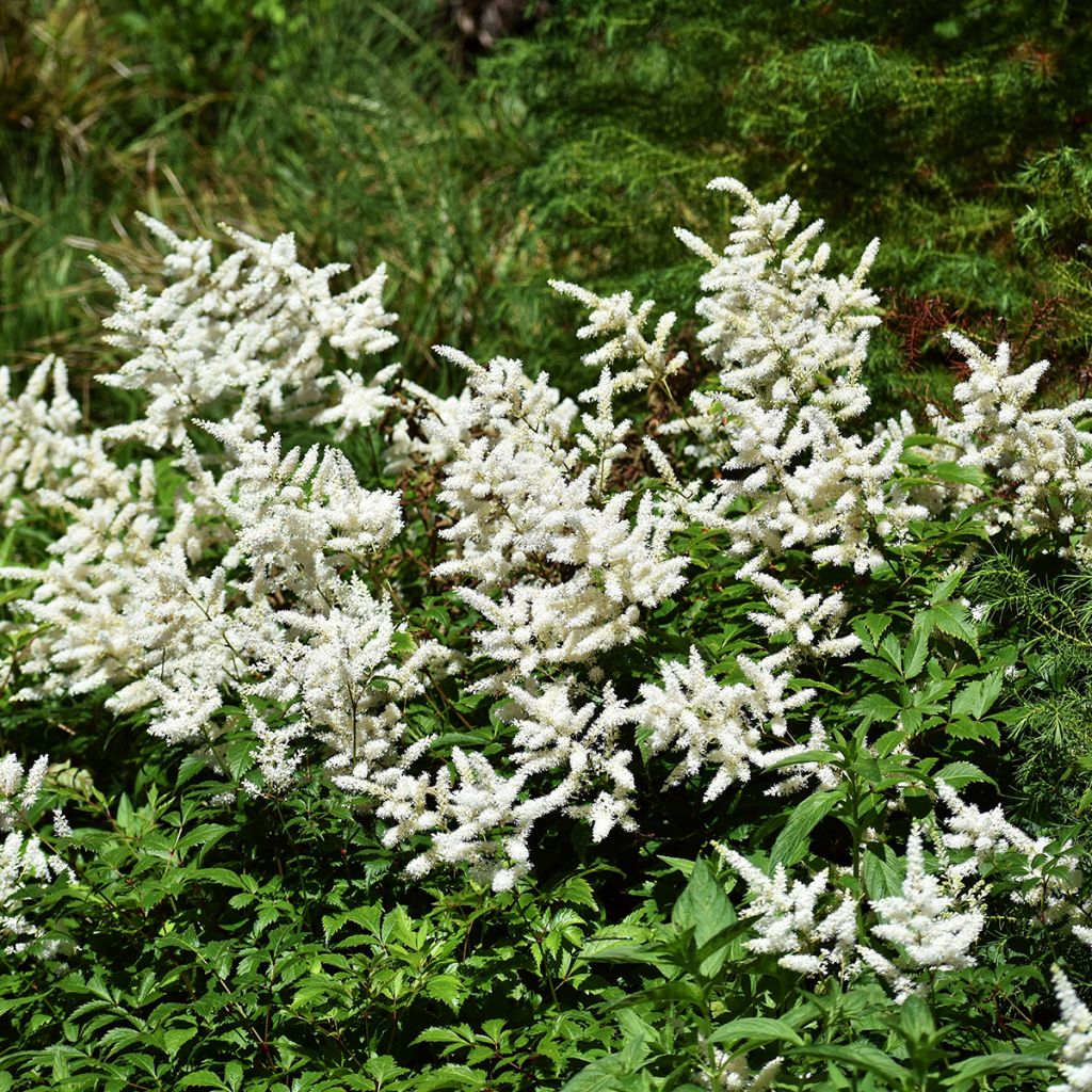 Astilbe arendsii Brautschleier - Prachtspiere