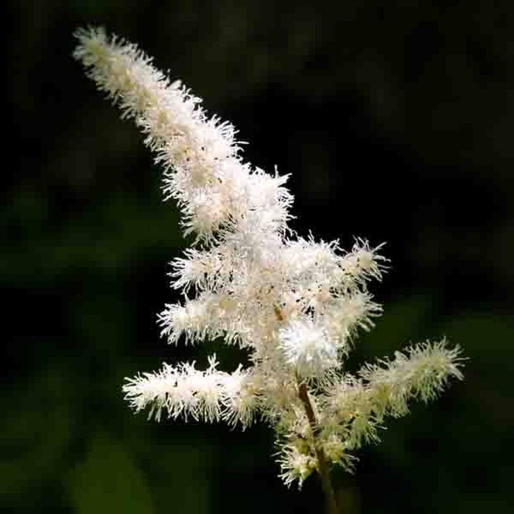 Astilbe arendsii Diamant - Prachtspiere