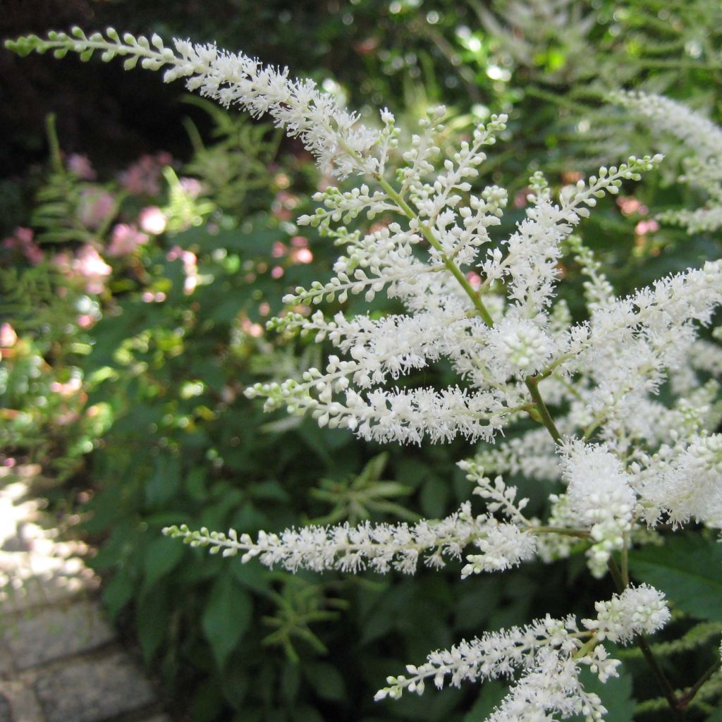 Astilbe japonica Washington - Prachtspiere