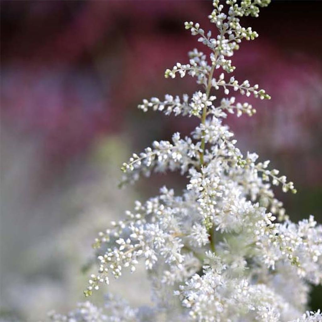 Astilbe japonica Washington - Prachtspiere