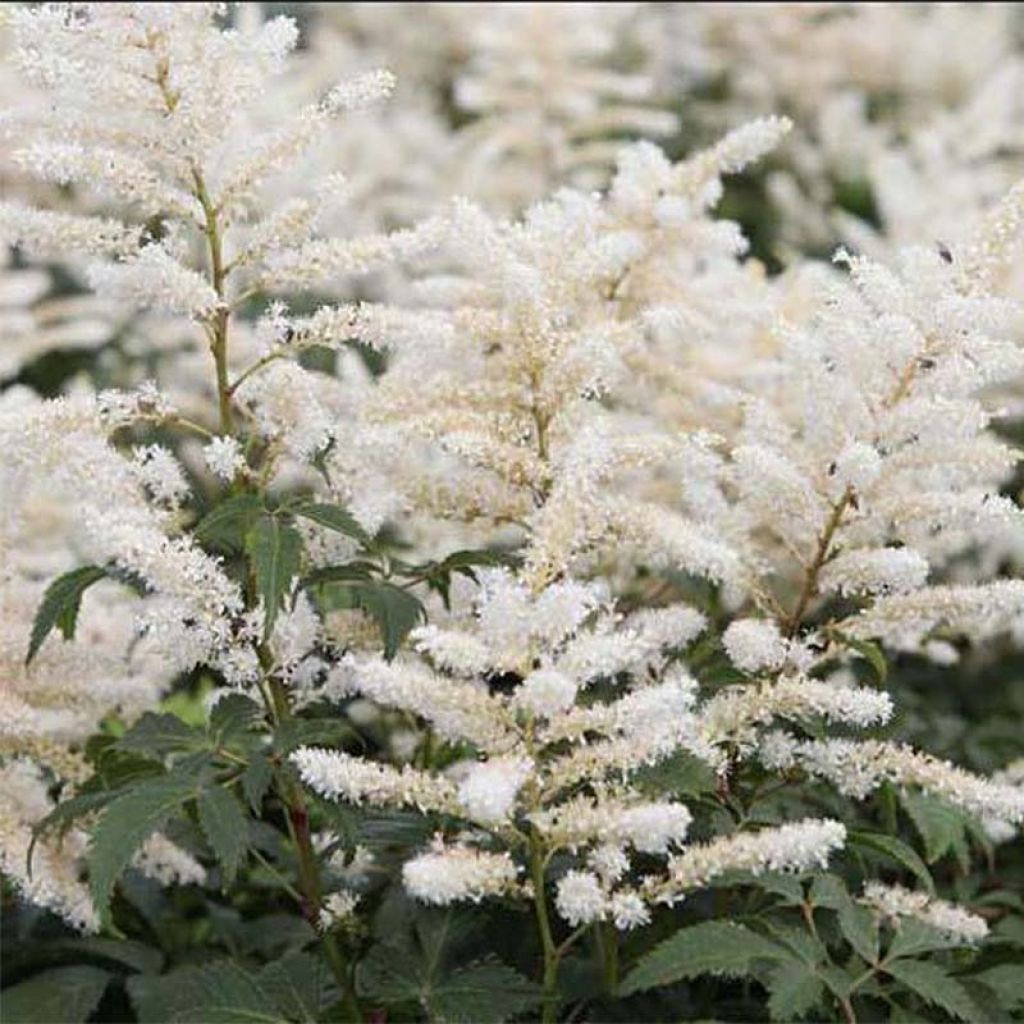 Astilbe japonica Washington - Prachtspiere