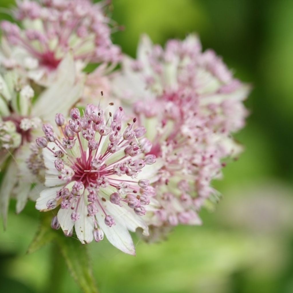 Astrance - Astrantia major Sunningdale Variegated