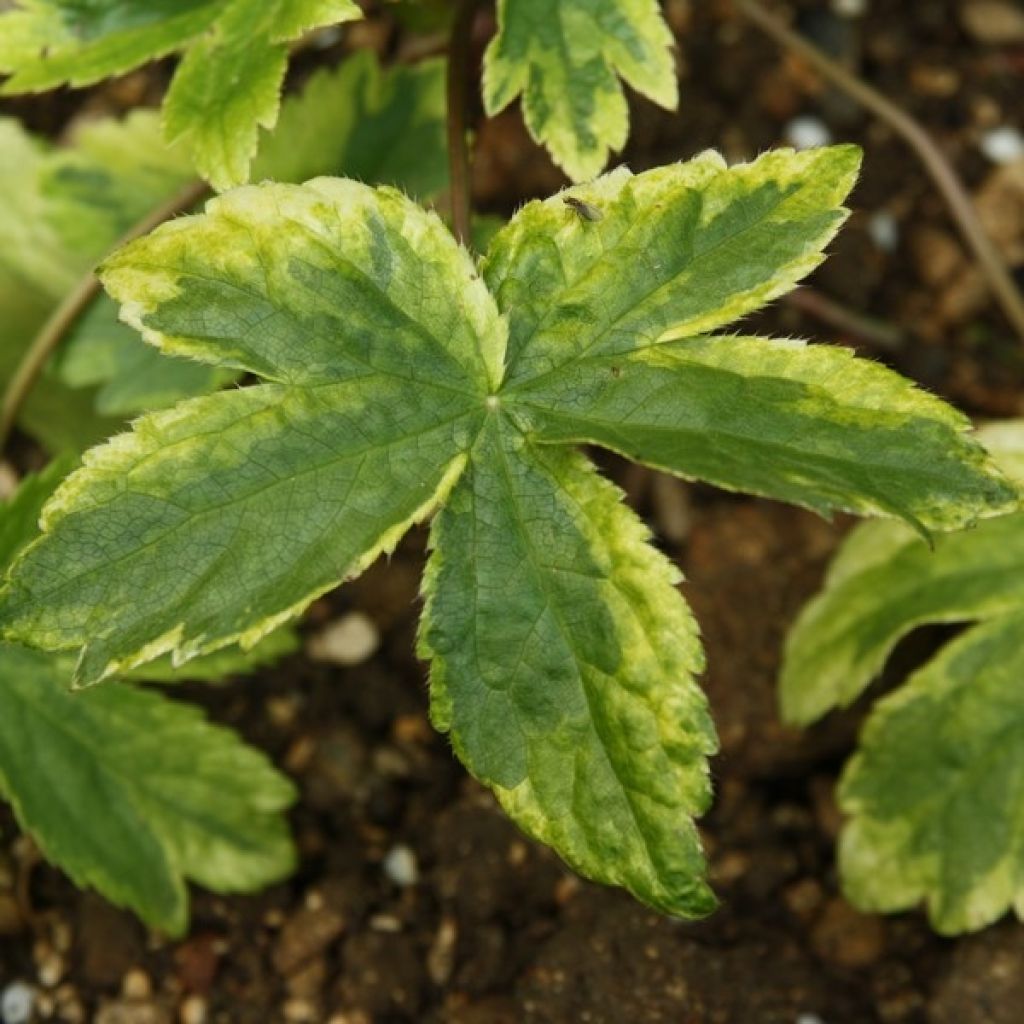 Astrantia Sunningdale Variegated - Sterndolde