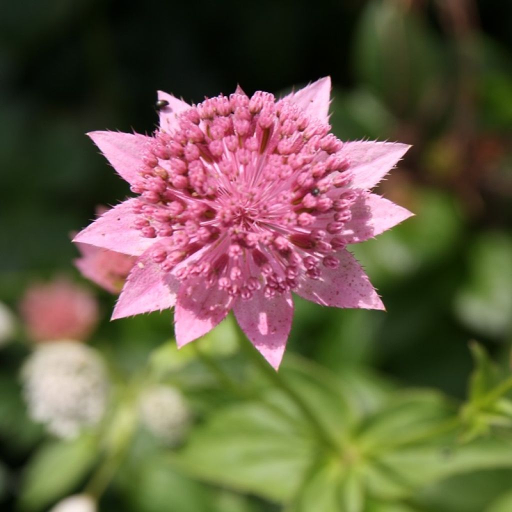 Astrantia maxima - Große Kaukasus-Sterndolde