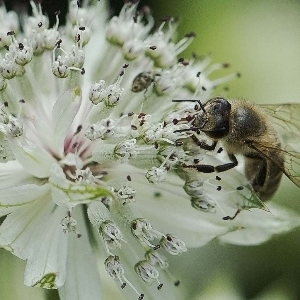 Astrantia major - Große Sterndolde