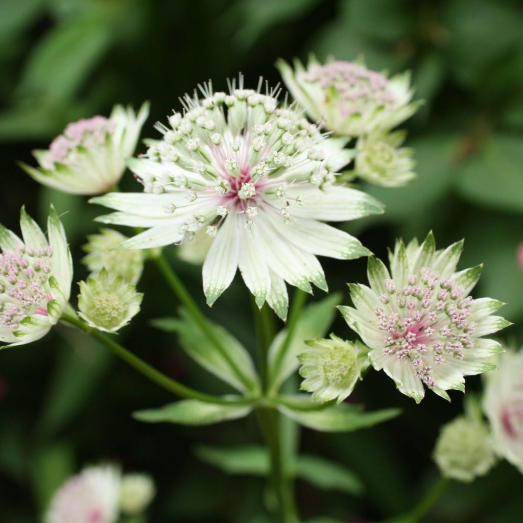 Astrantia major - Große Sterndolde