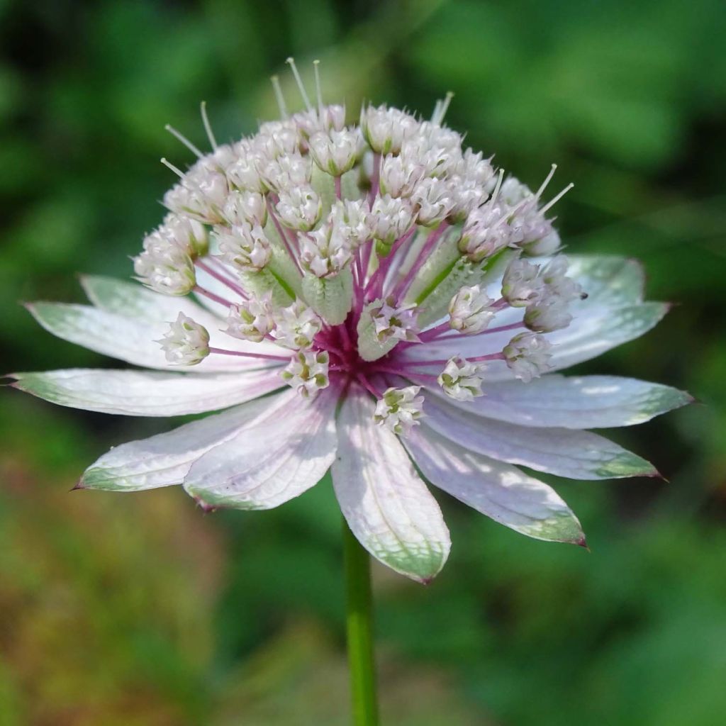 Astrantia major - Große Sterndolde