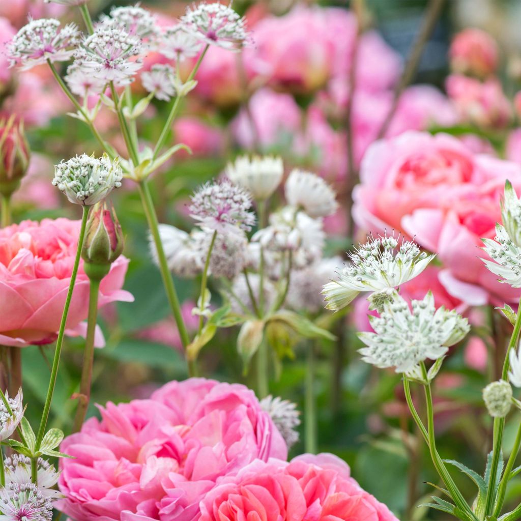 Astrantia major - Große Sterndolde