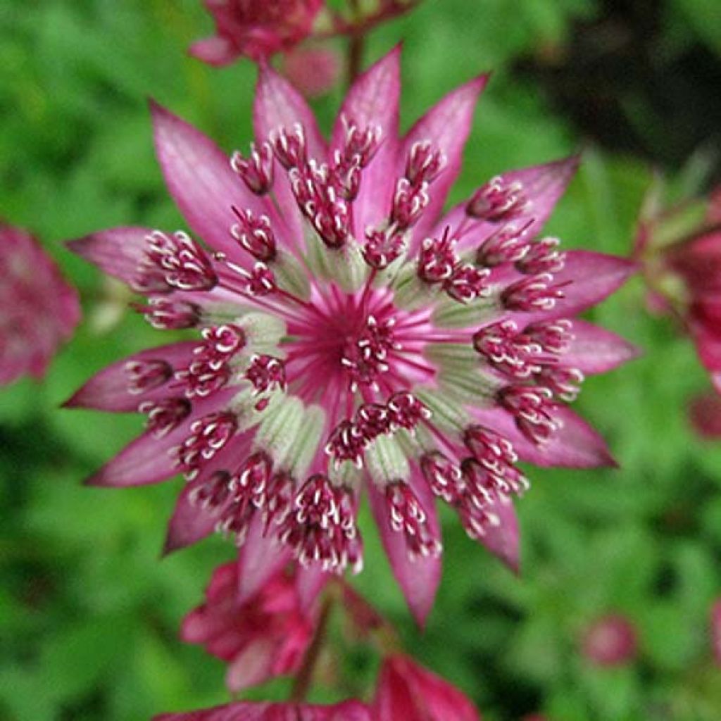 Astrance - Astrantia major Claret