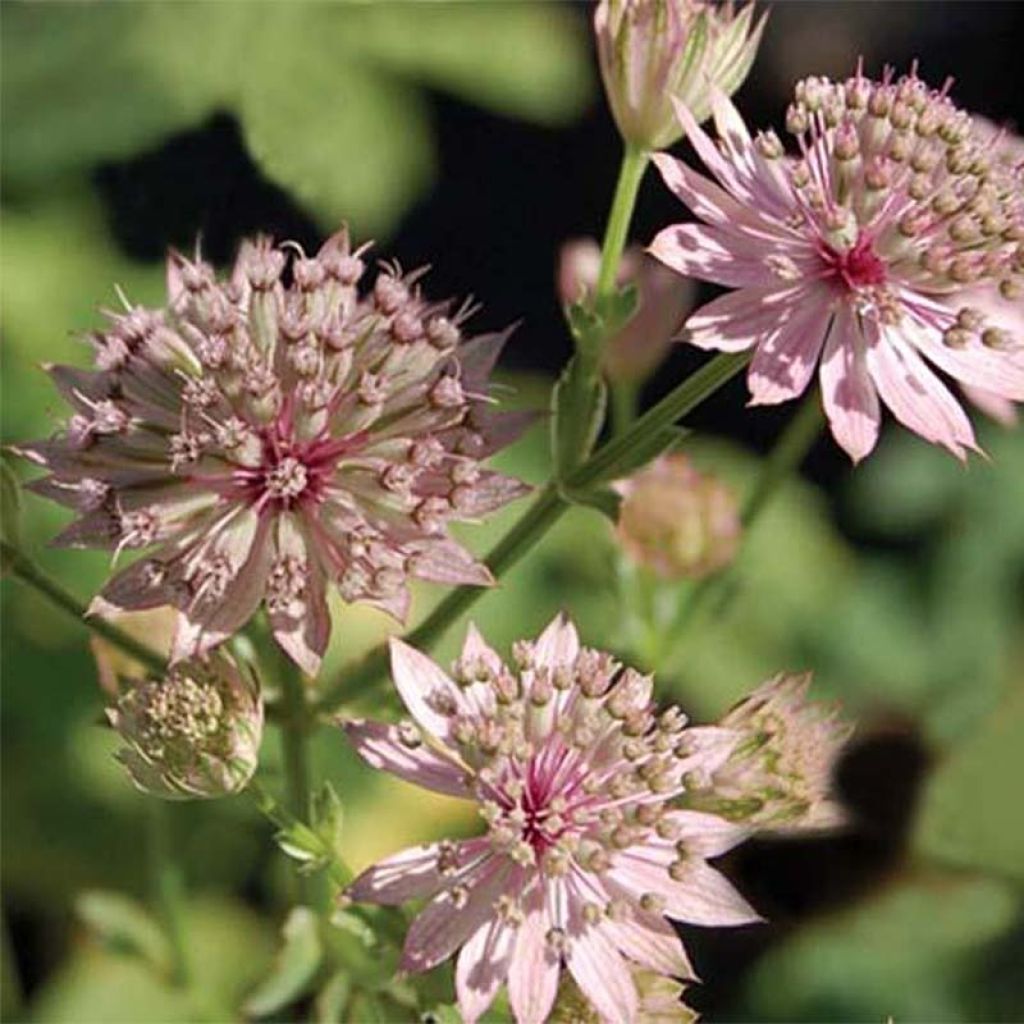 Astrantia Primadonna - Sterndolde