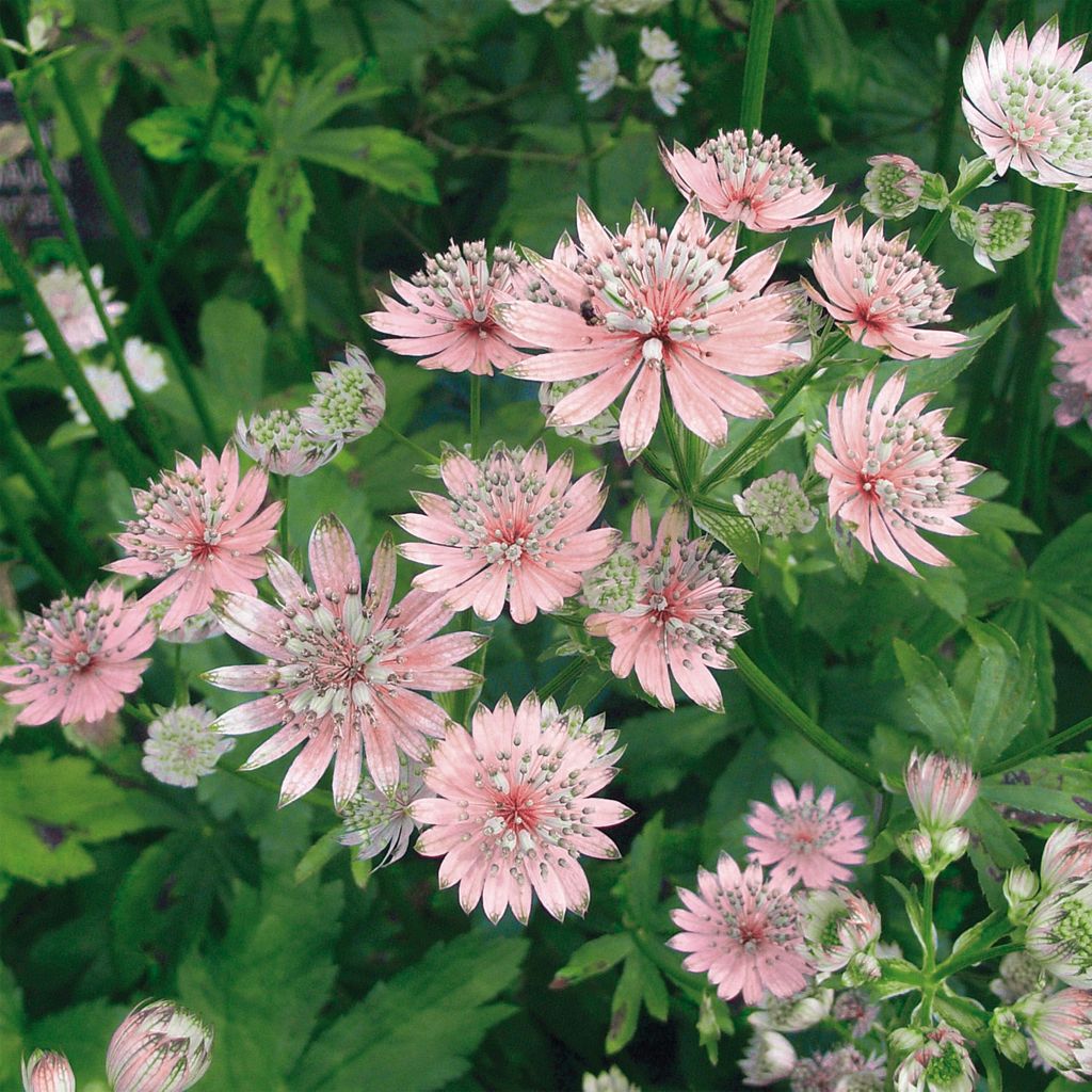 Astrantia major Rosea - Sterndolde