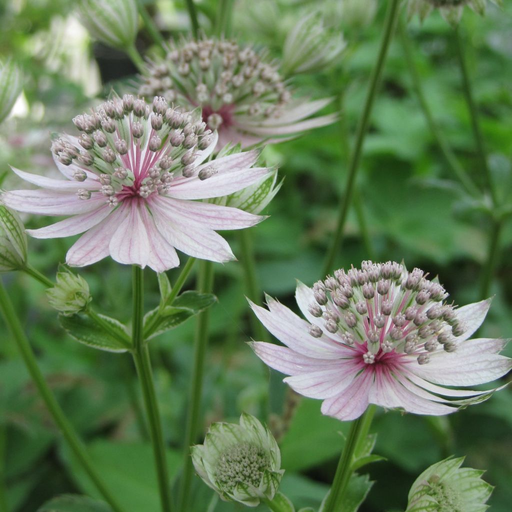 Astrantia major Rosea - Sterndolde