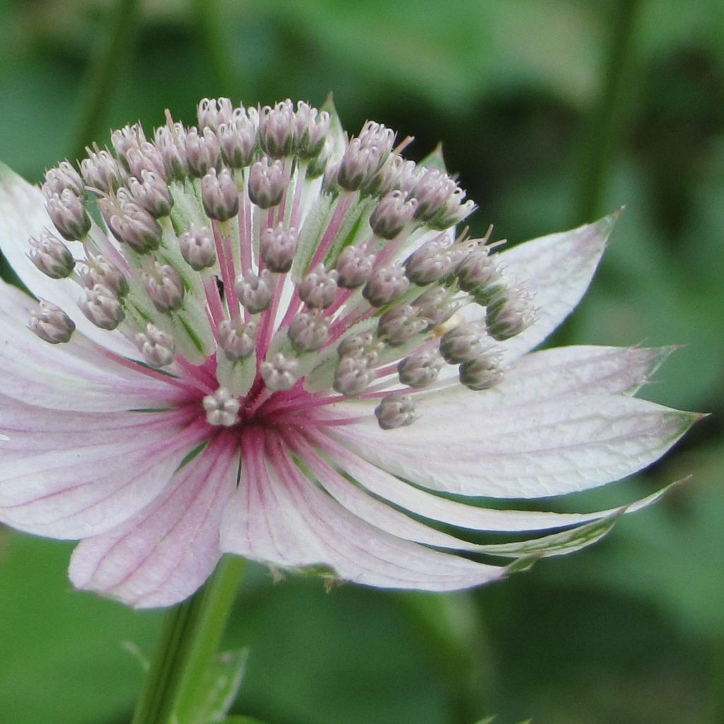 Astrantia major Rosea - Sterndolde