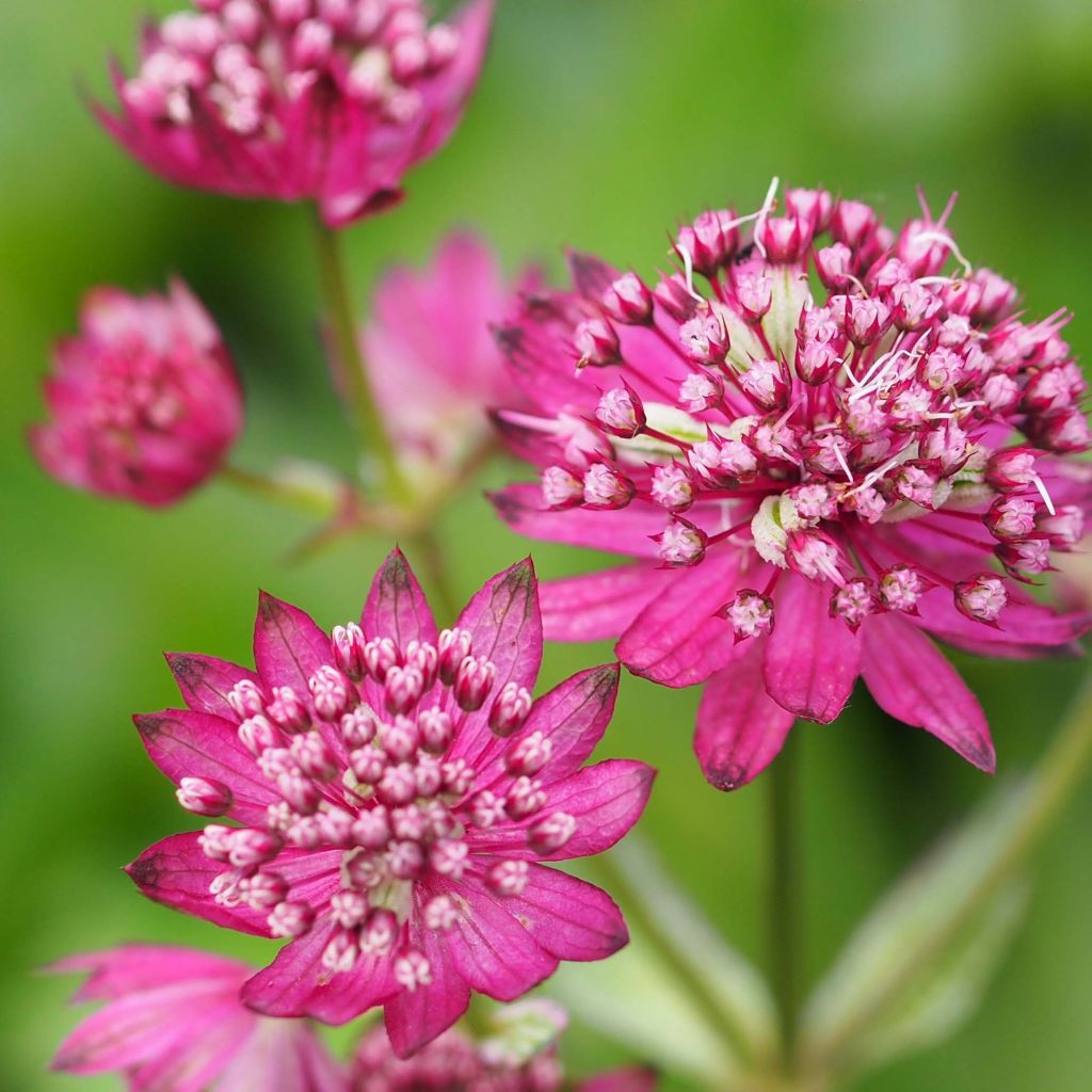 Astrantia Ruby Cloud - Sterndolde