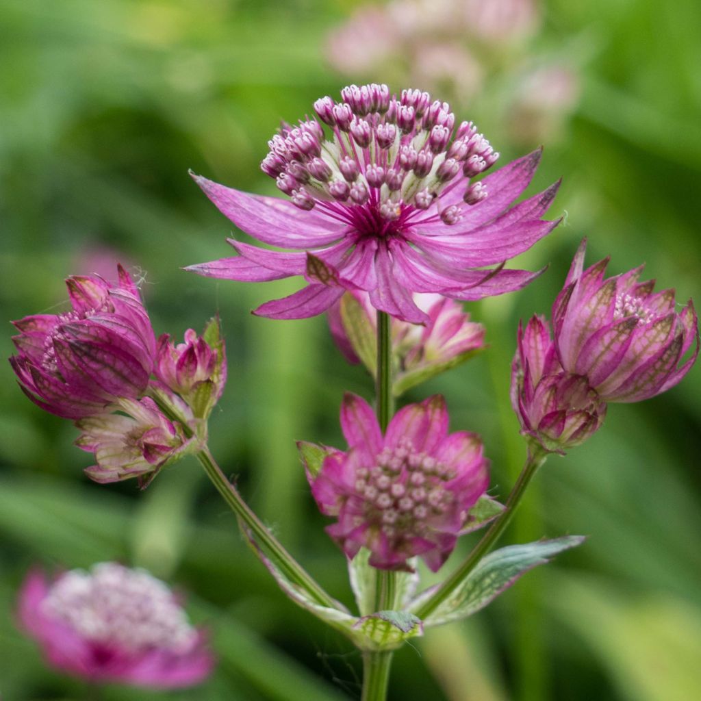 Astrantia Ruby Cloud - Sterndolde