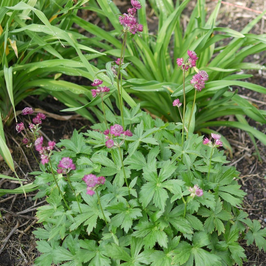 Astrantia Ruby Cloud - Sterndolde