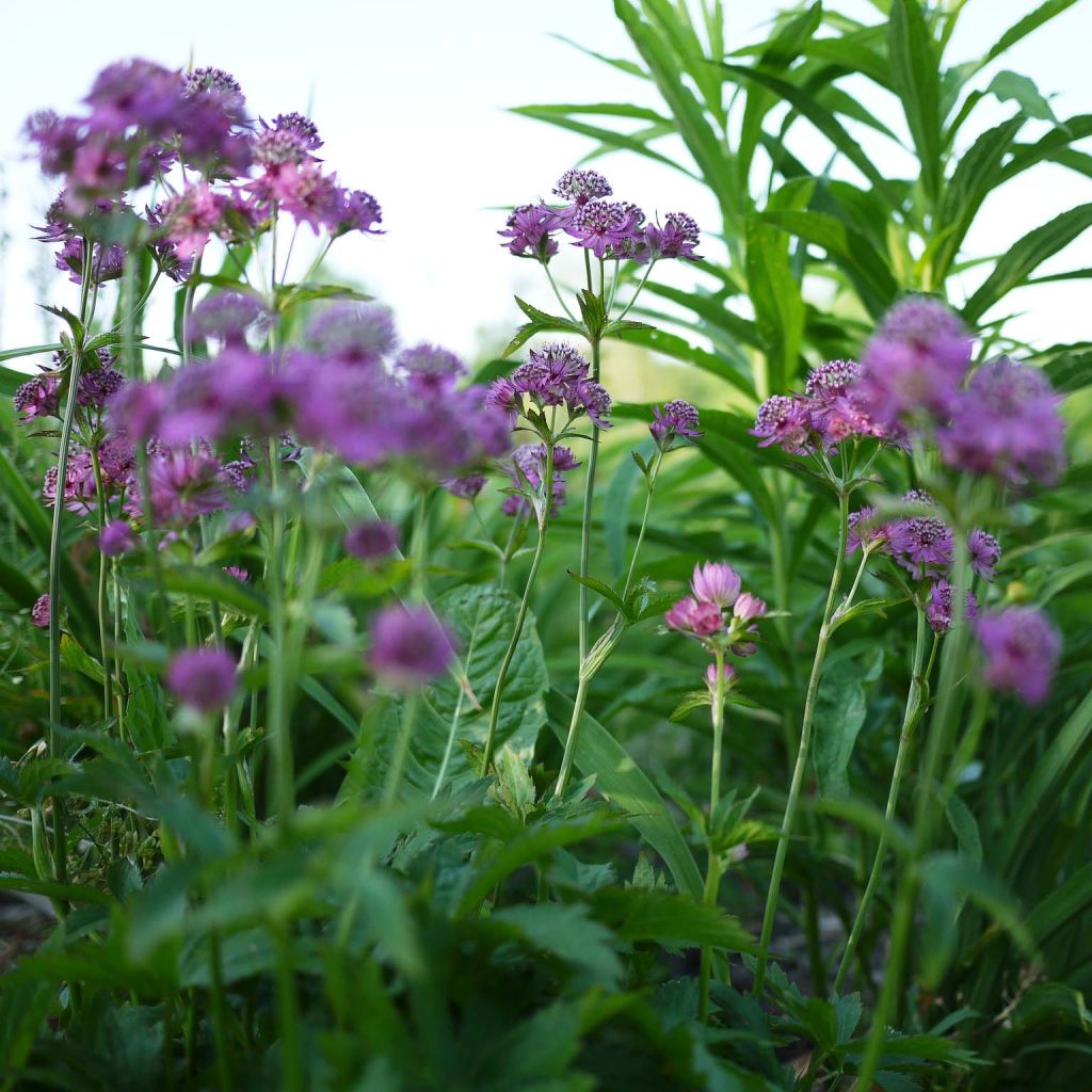 Astrantia Ruby Cloud - Sterndolde