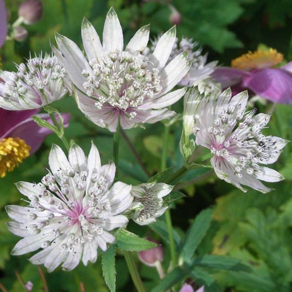 Astrantia Shaggy - Sterndolde