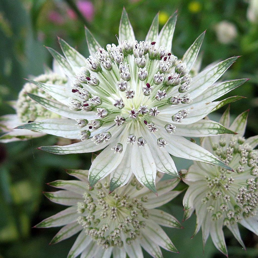 Astrantia Shaggy - Sterndolde