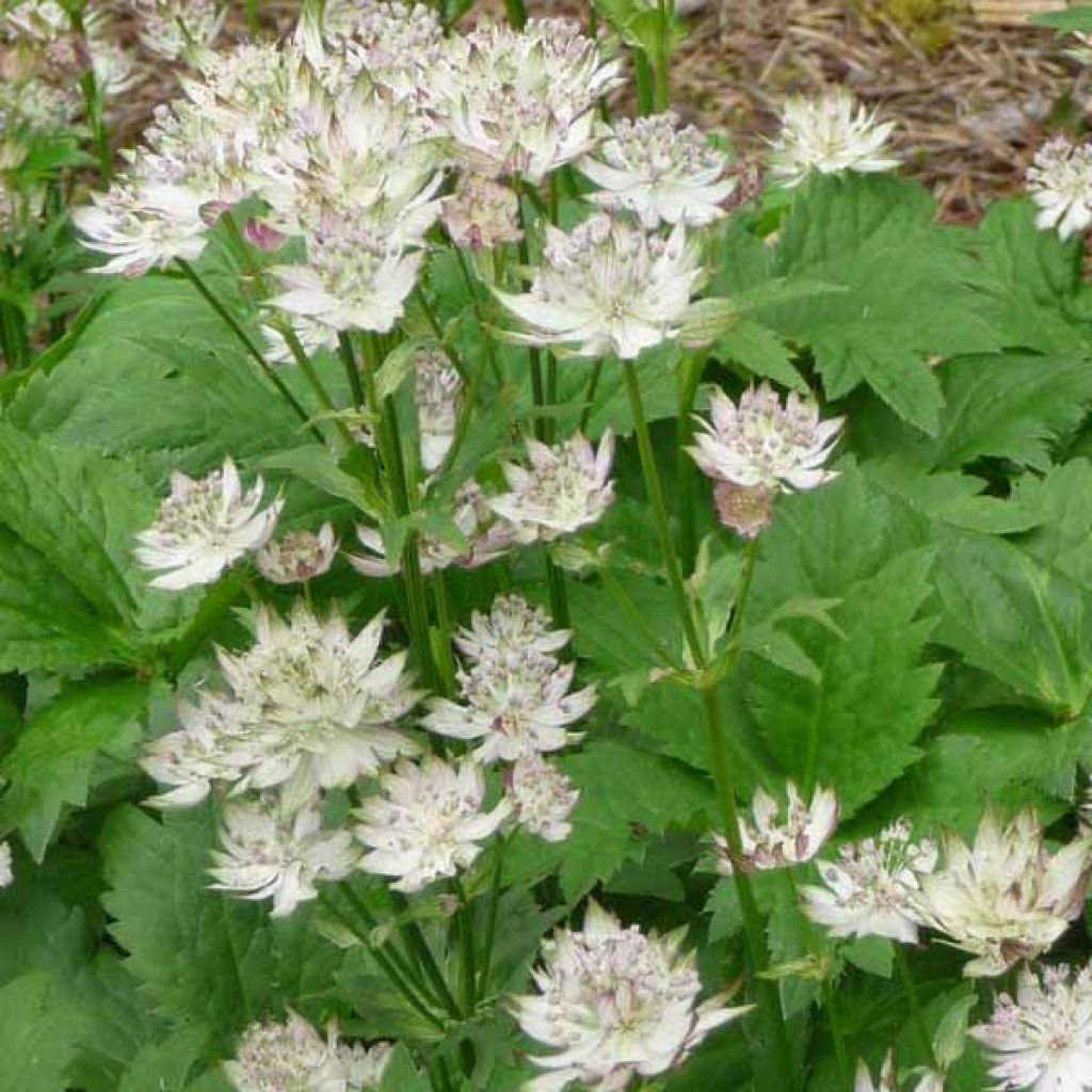 Astrantia Shaggy - Sterndolde