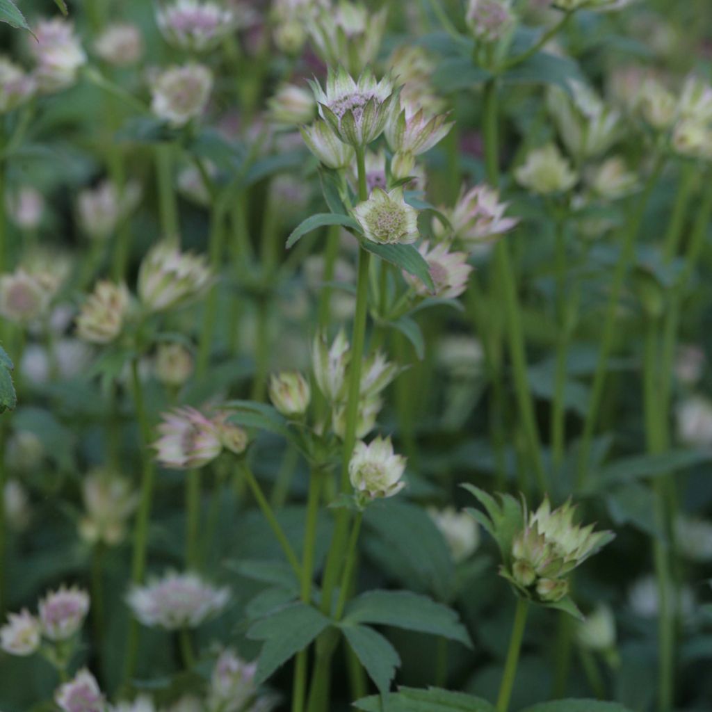 Astrantia Shaggy - Sterndolde