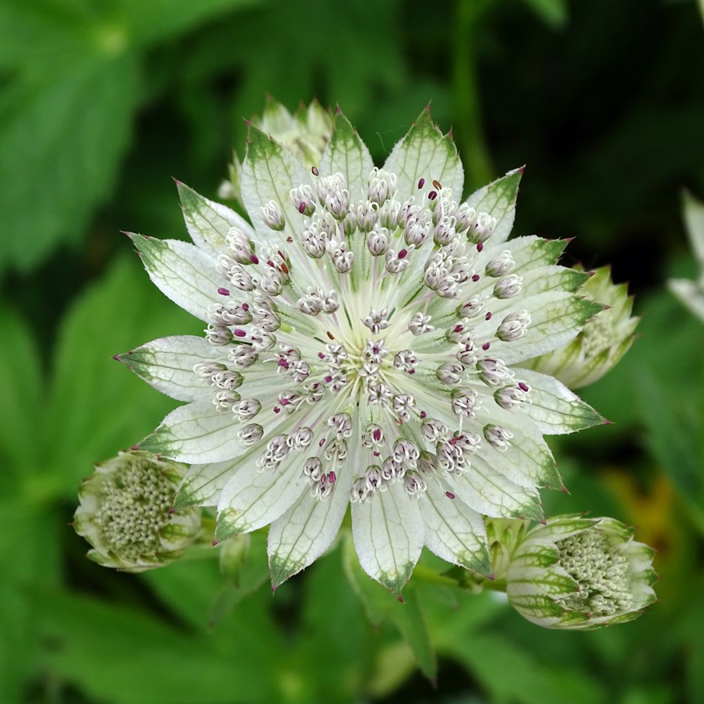 Astrance - Astrantia major Shaggy