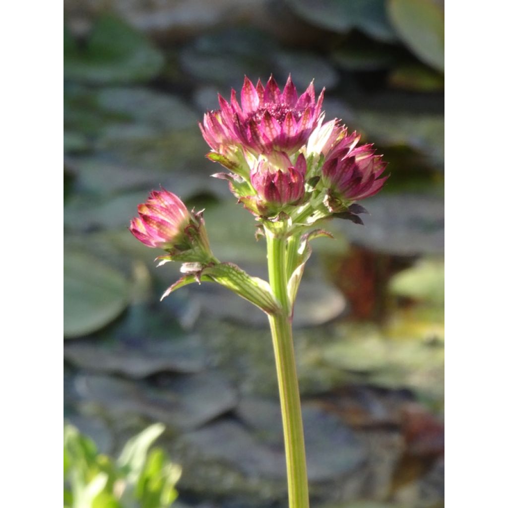 Astrantia Roma - Sterndolde