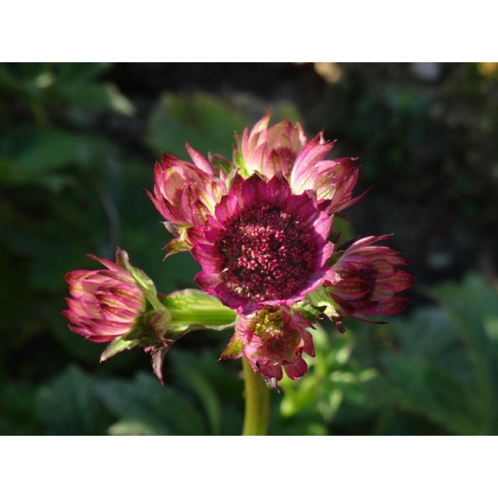 Astrantia Roma - Sterndolde