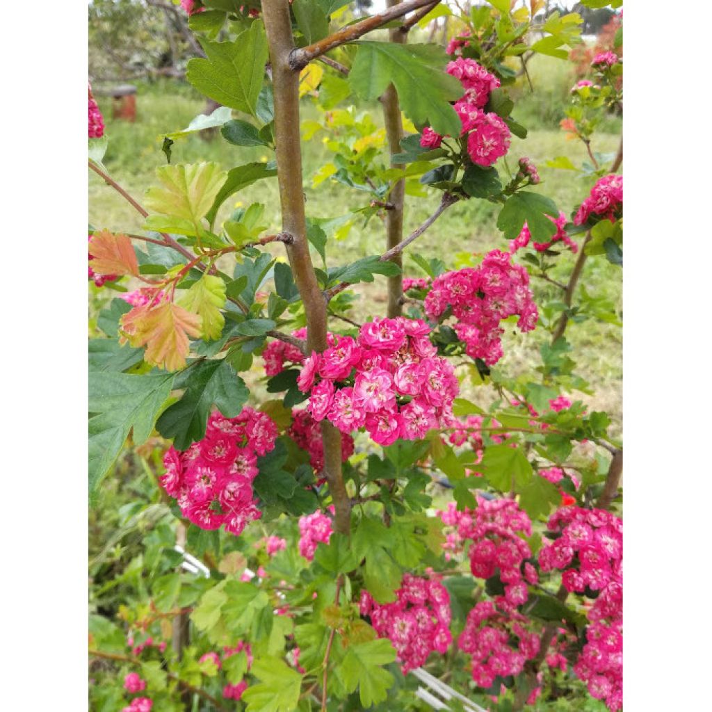 Crataegus laevigata Paul's Scarlet - Zweigriffliger Weißdorn