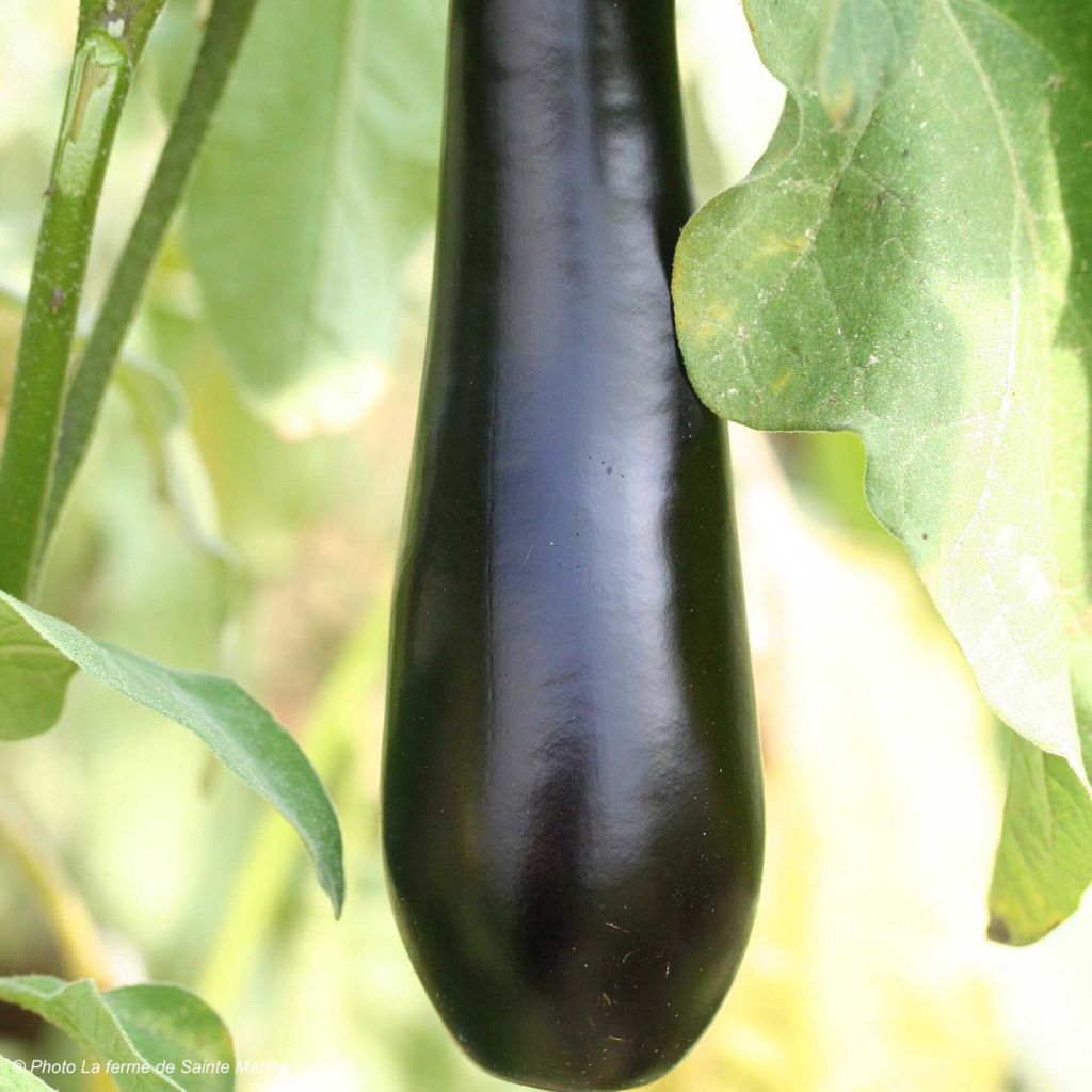 Aubergine de Barbentane Bio