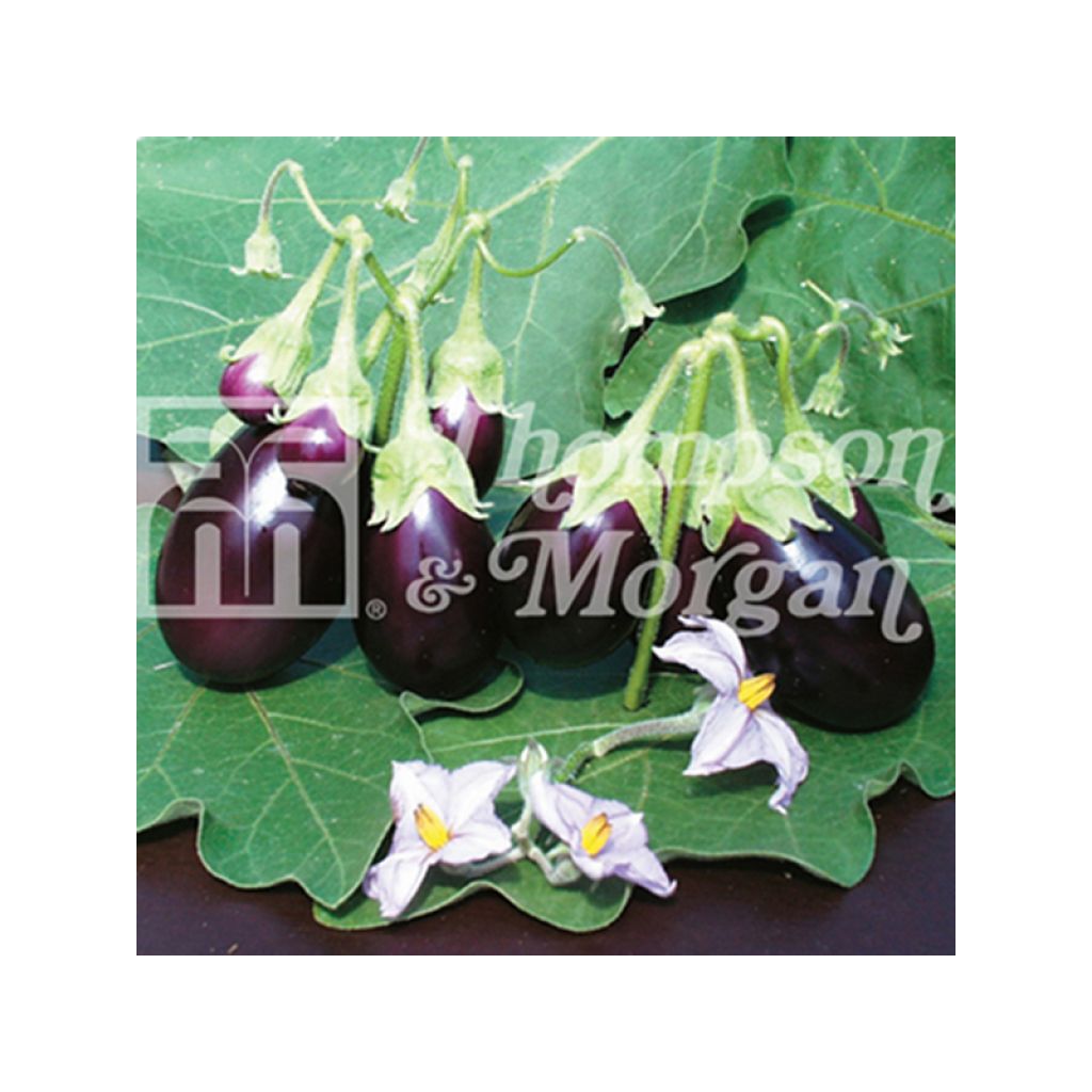 Aubergine Ophelia - Solanum melongea