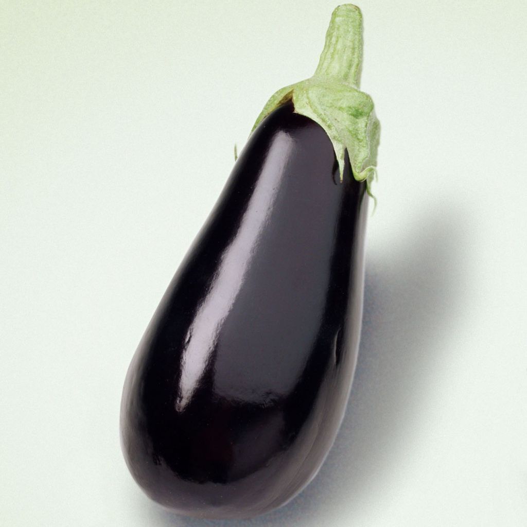 Aubergine Sultane (Veredelte Aubergine)