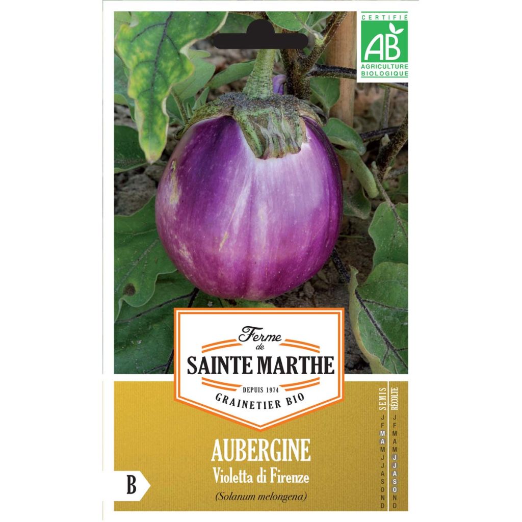 Aubergine Violetta Di Firenze Bio