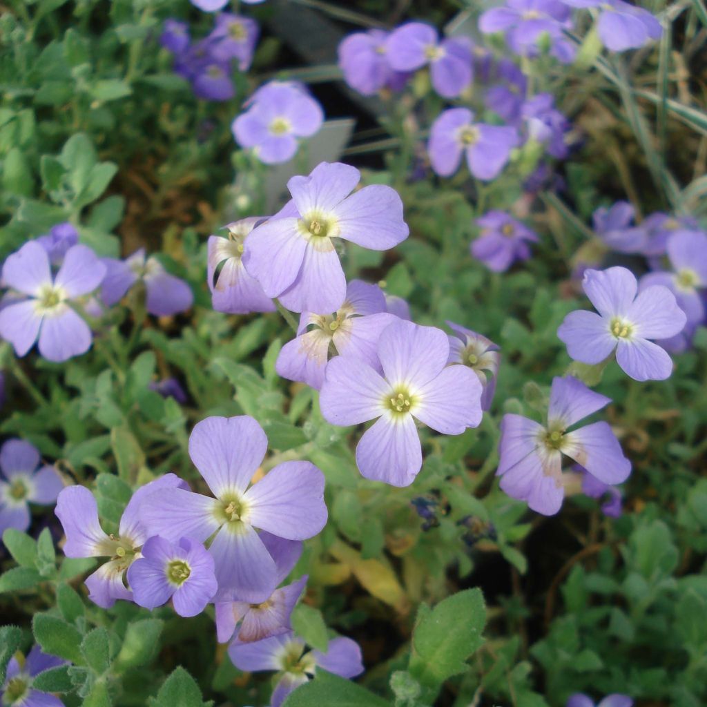 Blaukissen Cascade Blue - Aubrieta