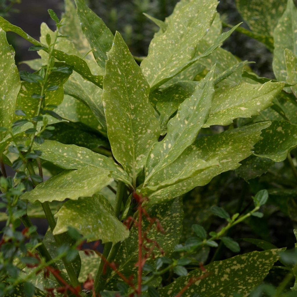 Aucuba japonica Variegata - Japanische Goldorange