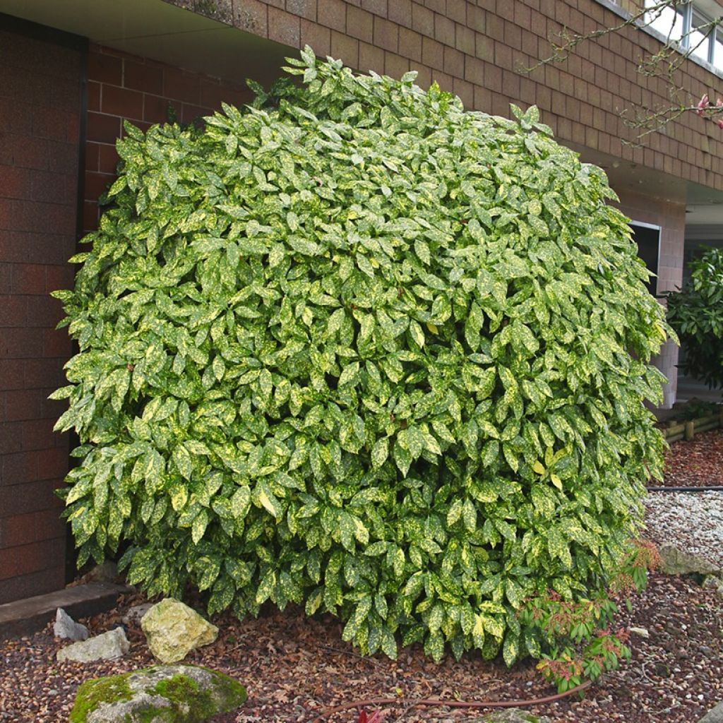 Aucuba japonica Variegata - Japanische Goldorange