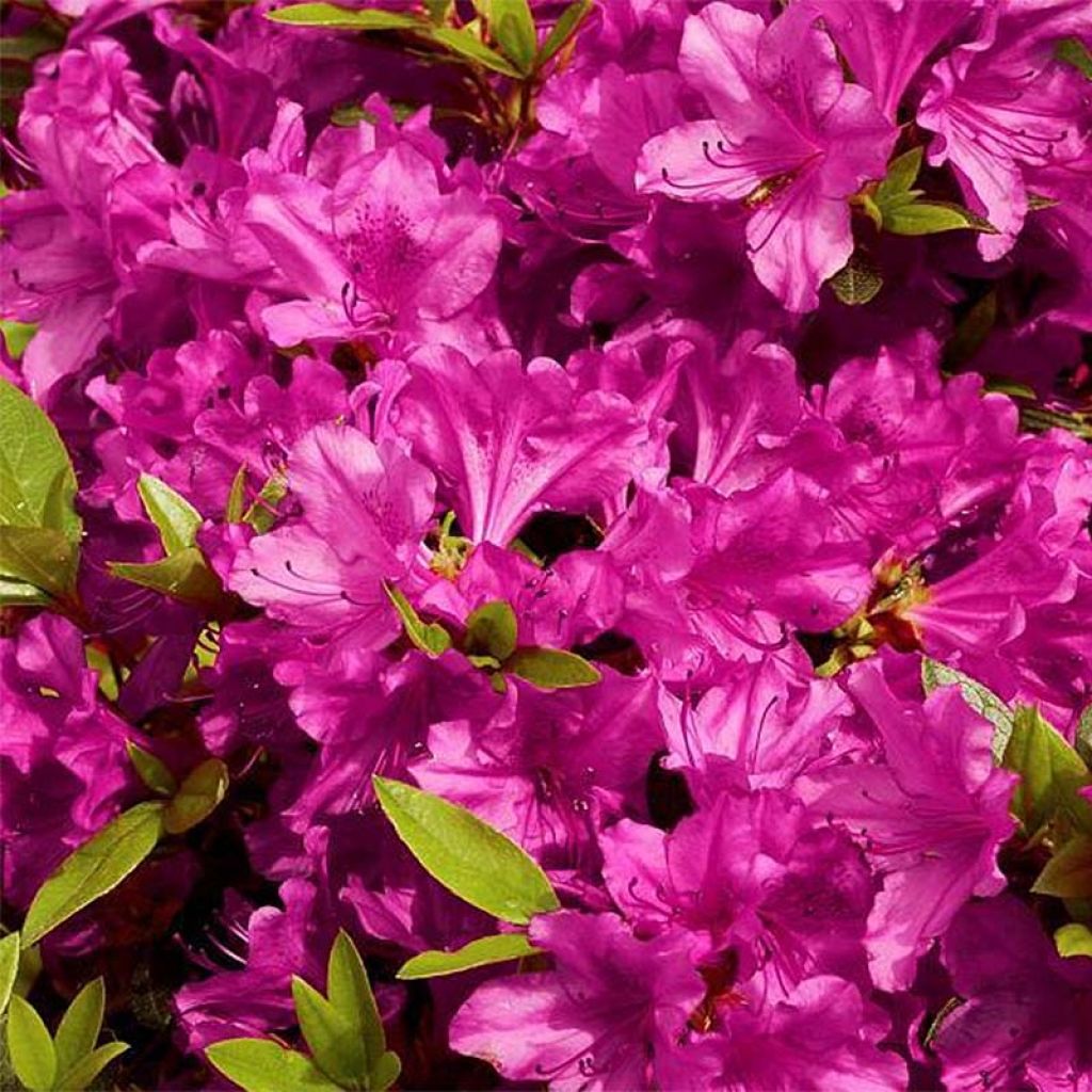 Japanische Azalee Purple Splendor - Azalea