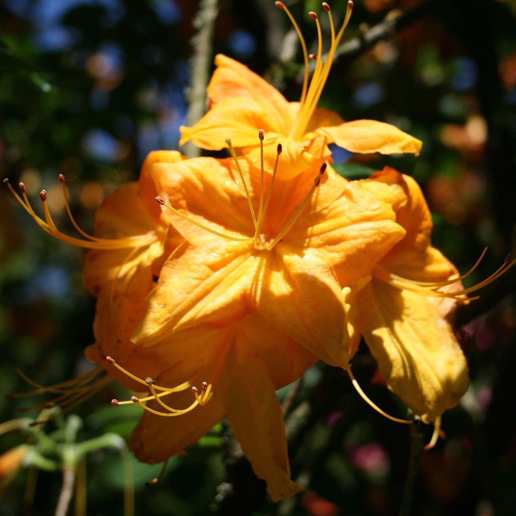 Sommergrüne Azalee Klondyke - Azalea mollis