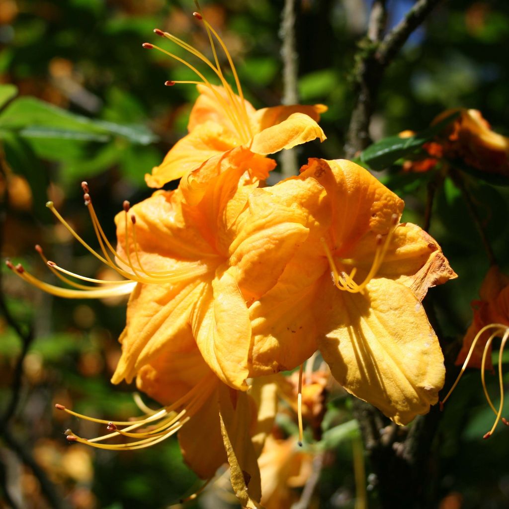 Sommergrüne Azalee Klondyke - Azalea mollis