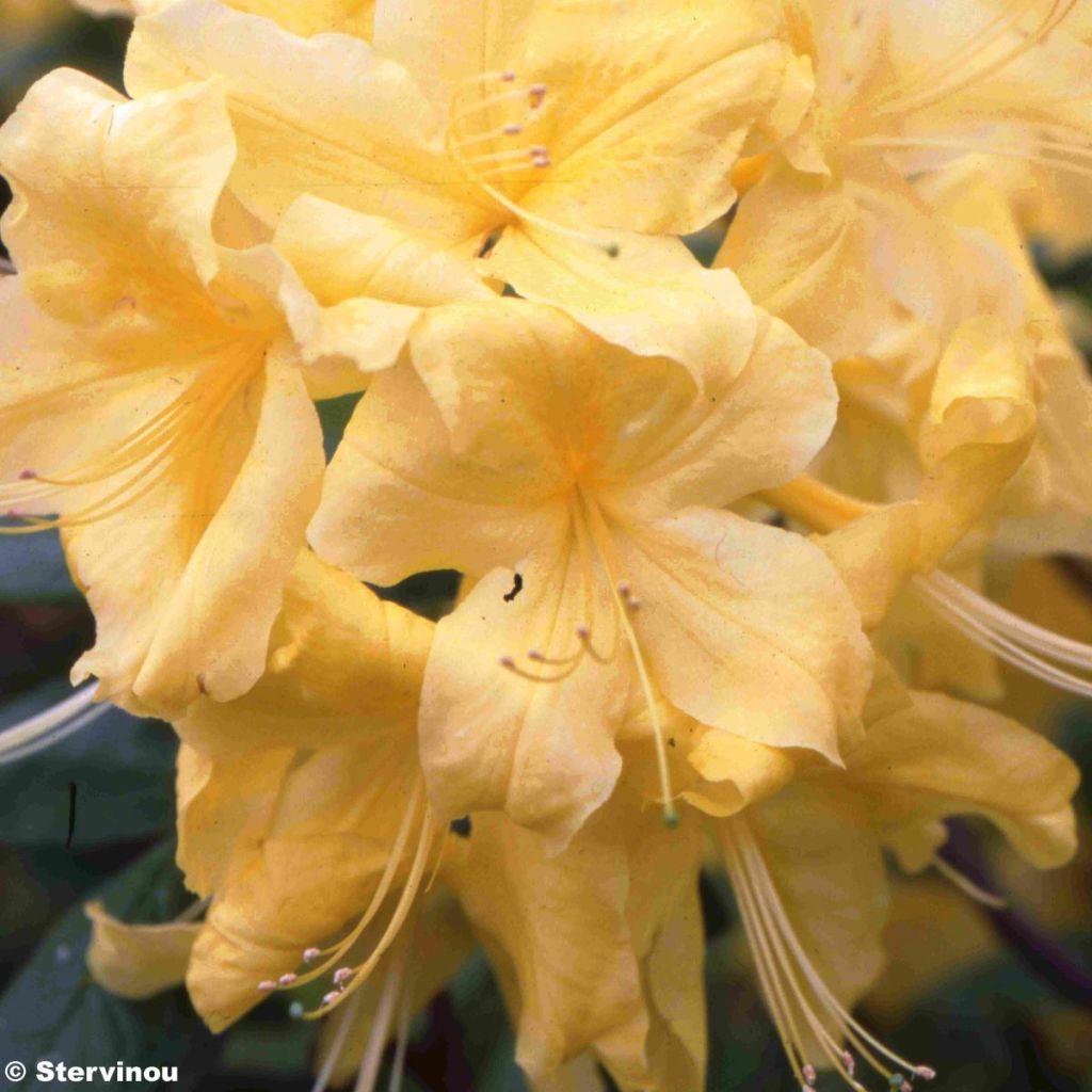 Azalée de Chine Anneke - Rhododendron hybride