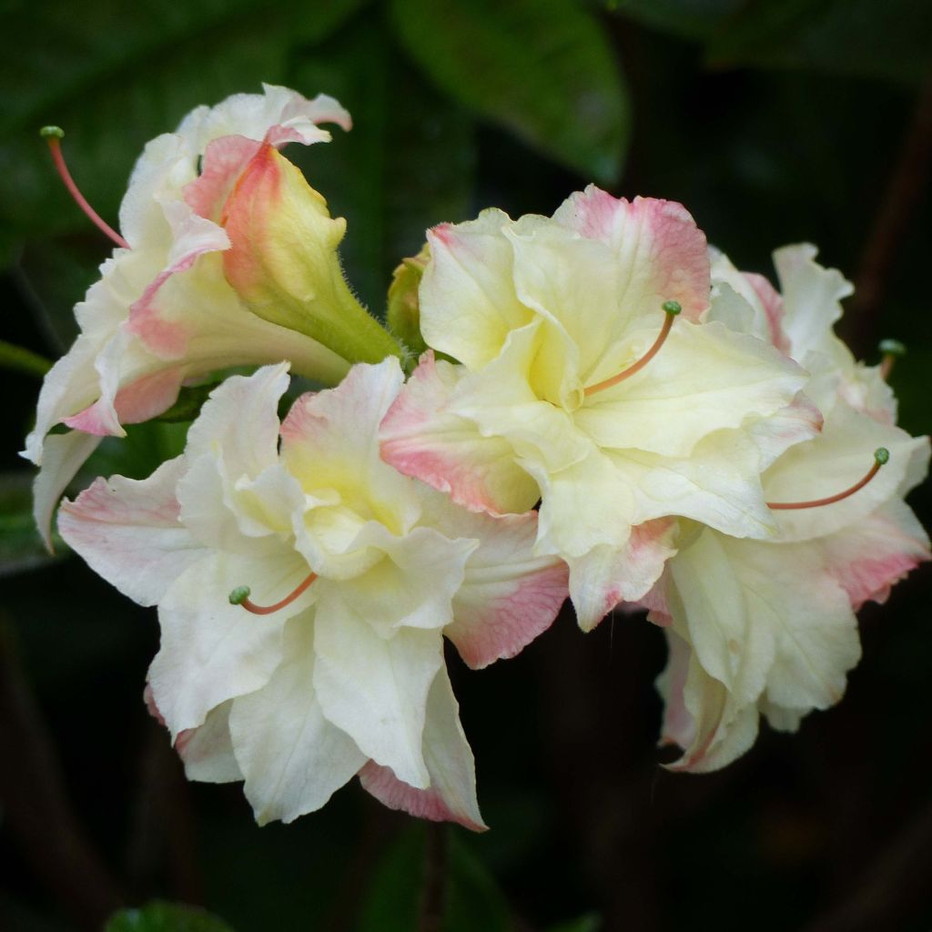 Sommergrüne Azalee Cannon's Double - Azalea