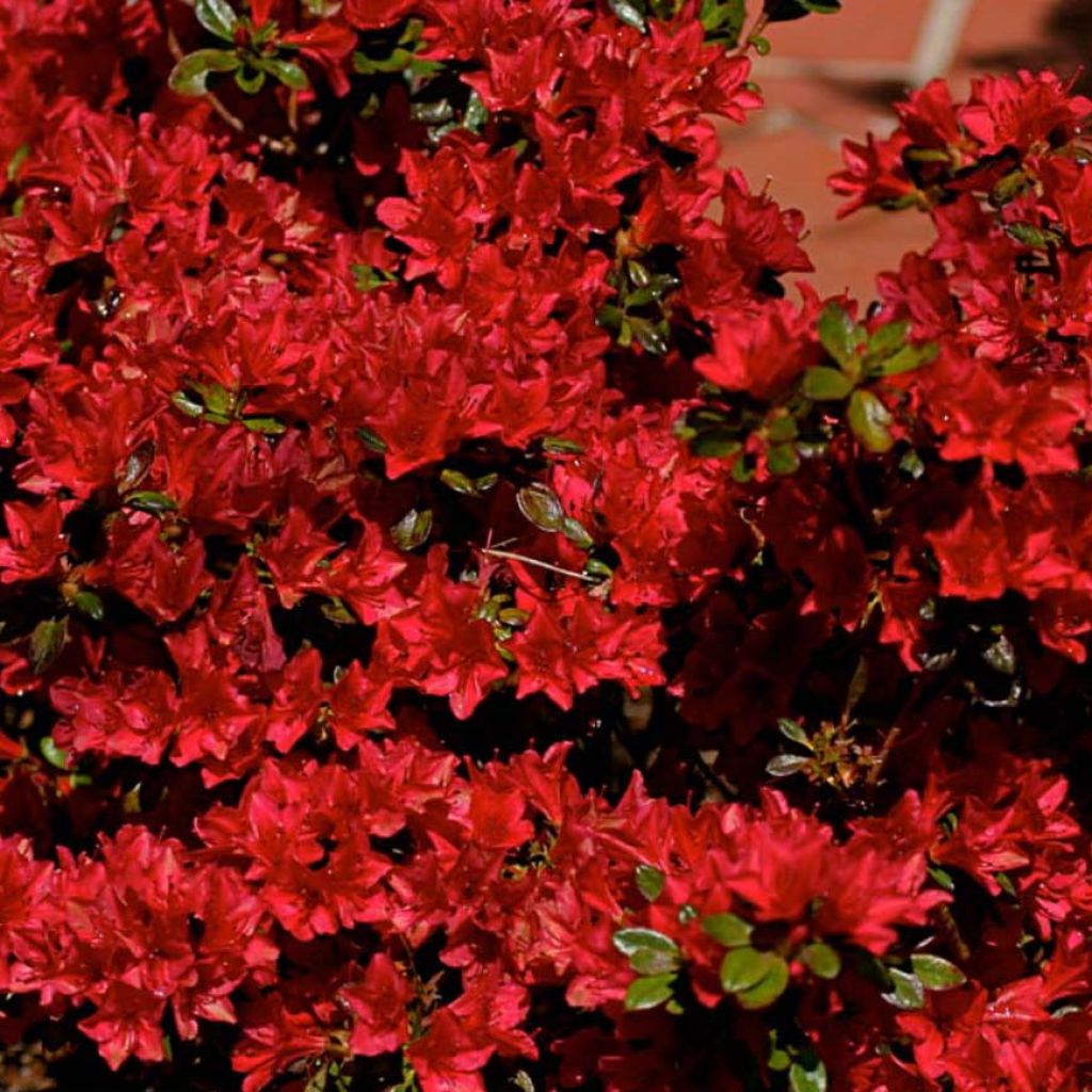 Japanische Azalee Hino-Crimson - Azalea