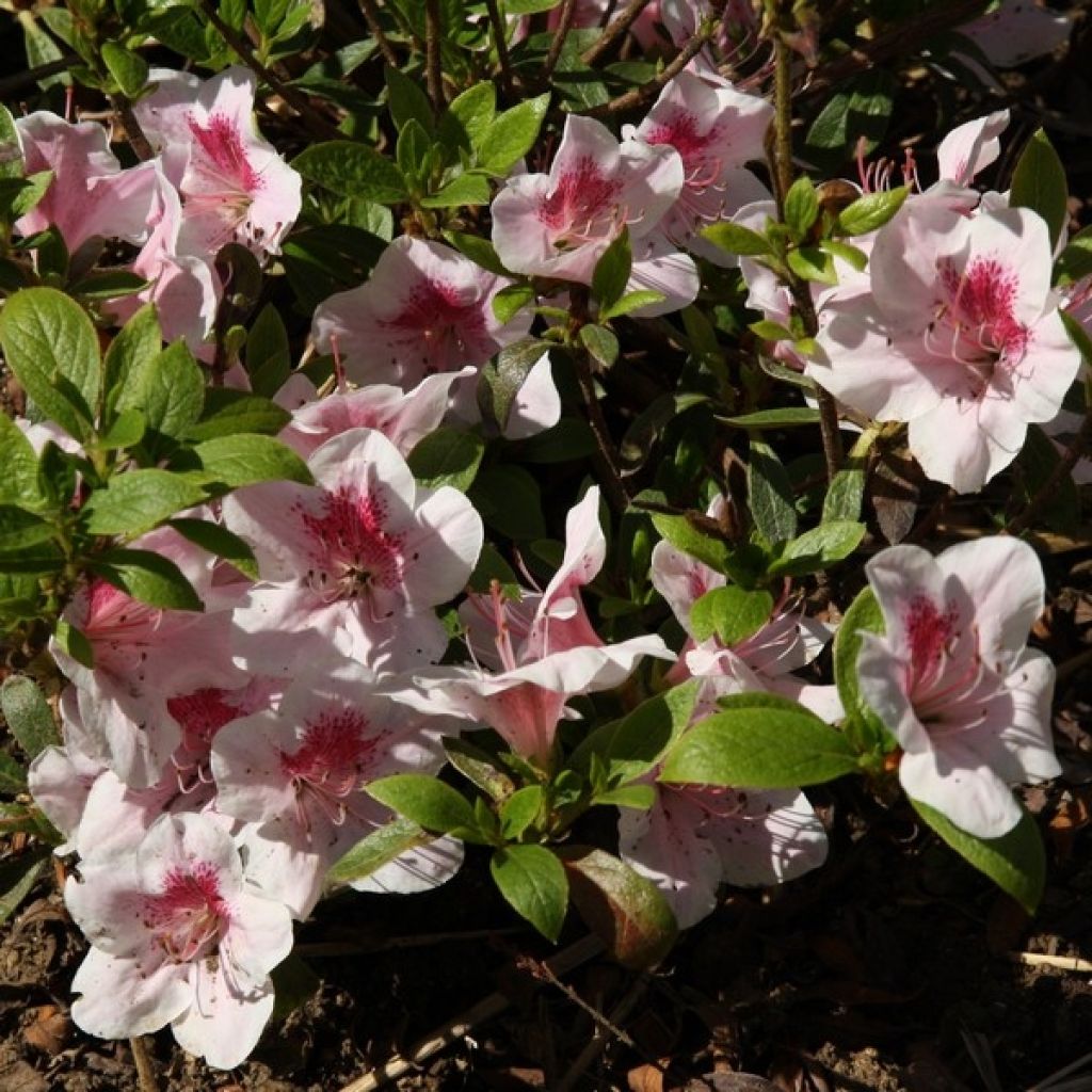 Japanische Azalee Ho Oden - Azalea