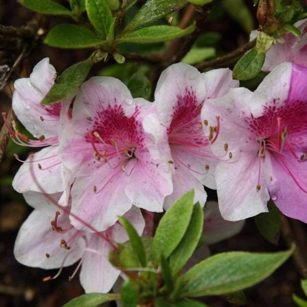 Japanische Azalee Ho Oden - Azalea